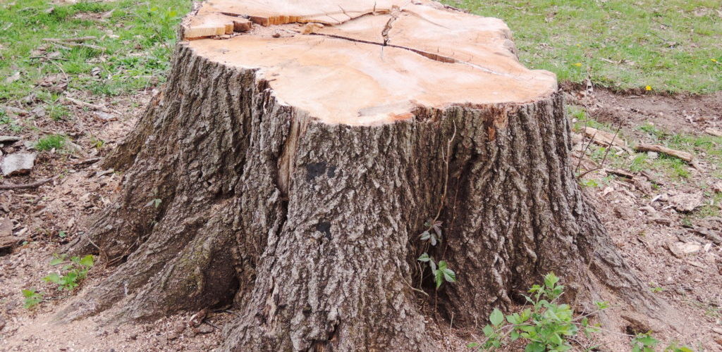 What should I do if I cut a tree stump?
