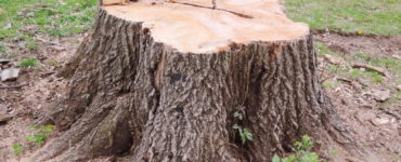 What should I do if I cut a tree stump?