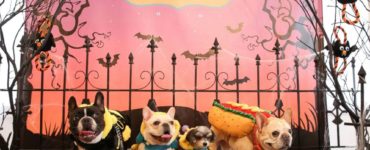 What was the most popular Halloween costume for pets in 2015?