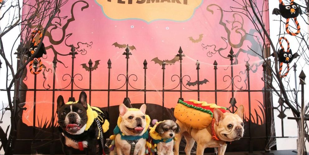 What was the most popular Halloween costume for pets in 2015?