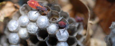 Where do boxelder bugs nest?