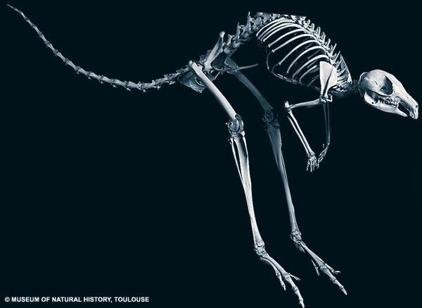 Which animal has the least bones?