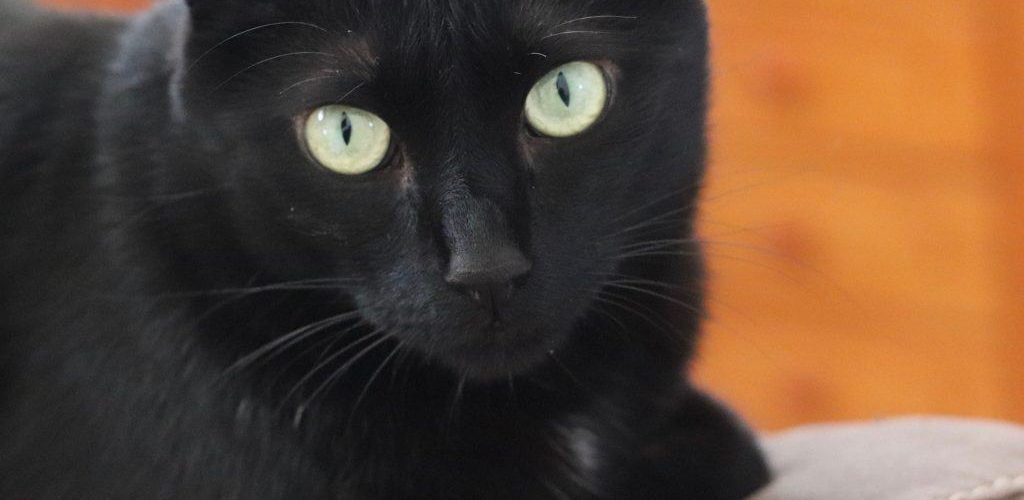 Why are black cats special?