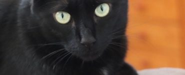 Why are black cats special?