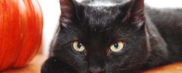 Why can't you adopt a black cat in October?