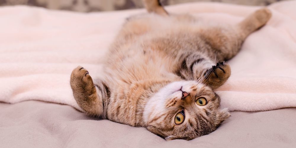 Why do cats hate belly rubs?