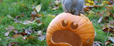 Will squirrels eat pumpkins?